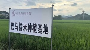 邓氏阿嬷手作 | 巴马糯米：从田间到杯中的初心坚守